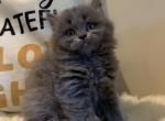 Fluffy Angels boy - British Shorthair Cat For Sale - Huntington, NY, US