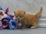 Everest of Romanov Dynasty - Siberian Cat For Sale - Ashburn, VA, US