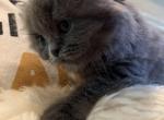 Williams - Scottish Fold Cat For Sale - Huntington, NY, US