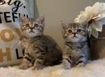 Scottish kittens now available for pick up - Scottish Straight Cat For Sale - Huntington, NY, US