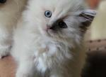 Lilac sepia - Ragdoll Cat For Sale - Farmville, VA, US