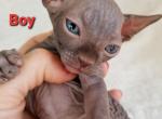 Black Boy Rio - Sphynx Cat For Sale - Lockport, IL, US