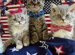 Selkirk Rex Curly kittens Made in the USA - Selkirk Rex Cat For Sale - Marshfield, MO, US