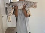 Felix F5 - Savannah Cat For Sale - Las Vegas, NV, US