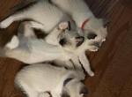 Siamese kittens snow shoe seal point - Siamese Cat For Sale - Attleboro, MA, US