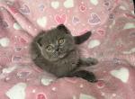 Kirby - Scottish Fold Cat For Sale - New York, NY, US