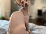 Prince - Sphynx Cat For Sale - Vernon Hills, IL, US