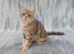 Henry - British Shorthair Cat For Sale - Chicago, IL, US