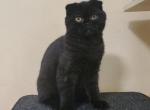Tavanipaws Night - Scottish Fold Cat For Sale - Seattle, WA, US