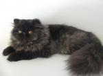 Sultan - Persian Cat For Sale - Yucca Valley, CA, US