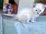 1 lynx point Siamese - Siamese Cat For Sale - Gainesville, MO, US