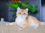 D Golden chinchilla - British Shorthair Cat For Sale - NY, US