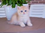 F3 - British Shorthair Cat For Sale - NY, US