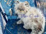 Beljapur cattery Cupidon - Himalayan Cat For Sale - Austin, TX, US