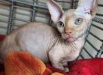 Mi Amore Sphynx Alf - Bambino Cat For Sale - Mundelein, IL, US