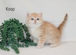 Koop - British Shorthair Cat For Sale - Federal Way, WA, US