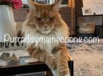 Purradise West Coast 4 - Maine Coon Cat For Sale - OH, US