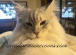 Purradise Maine Coon babies - Maine Coon Cat For Sale - OH, US