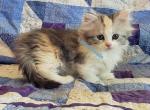 Iris - Minuet Cat For Sale - Columbia, MO, US