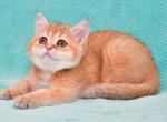 Juna - British Shorthair Cat For Sale - NY, US