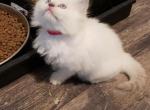 UltraRare Lilac or Lilac Tortie Point hybrid - Persian Cat For Sale - Windsor, NY, US