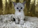 Milo - Siamese Cat For Sale - Newport, WA, US