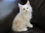 I Litter - Maine Coon Cat For Sale - Las Vegas, NV, US