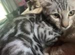 Ruby Jayne - Bengal Cat For Sale - PA, US