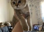 Scottish straight female kitten - Scottish Straight Cat For Sale - Brooklyn, NY, US