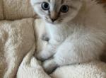 Female Scottish fold - Scottish Fold Cat For Sale - Brooklyn, NY, US