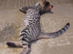 F3 Silver Savannah Male Kitten Available Now - Savannah Cat For Sale - New Holland, PA, US