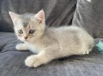 Pepper - Scottish Fold Cat For Sale - Prior Lake, MN, US