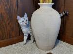 Savannah F3 Snow female kitten available now - Savannah Cat For Sale - New Holland, PA, US