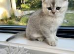 Grayson - Scottish Straight Cat For Sale - Prior Lake, MN, US