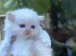 Doll Face Persian Kittens New Litter - Persian Cat For Sale - Centerville, NC, US