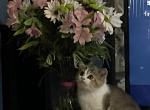 Scottish Straight Shorthair Male Brown & White - Scottish Straight Cat For Sale - New Braunfels, TX, US