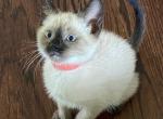 Bruiser - Siamese Cat For Sale - Winder, GA, US