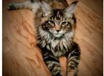 Dottie Purebred Maine Coon European Pedigree - Maine Coon Cat For Sale - Waukesha, WI, US