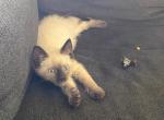 Jellybean - Siamese Cat For Sale - Winder, GA, US