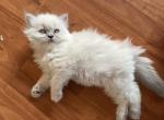 Cottonmouth - Himalayan Cat For Sale - Farmington, MI, US