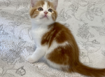 Cyrious Eddie Enchanting - Scottish Straight Cat For Sale - Santa Cruz, CA, US