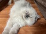 Cringles - Himalayan Cat For Sale - Farmington, MI, US