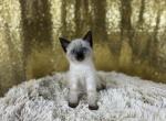 Lucy - Siamese Cat For Sale - Newport, WA, US