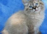 Bruno - Siberian Cat For Sale - Brooklyn, NY, US