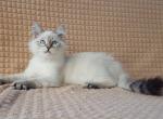 Winsent - Siberian Cat For Sale - Brooklyn, NY, US