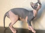 Cleopatra - Sphynx Cat For Sale - Brooklyn, NY, US