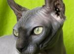 Atlas - Sphynx Cat For Sale - Brooklyn, NY, US