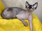 Zorro - Sphynx Cat For Sale - Brooklyn, NY, US