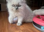 Wimbleton - Himalayan Cat For Sale - Farmington, MI, US