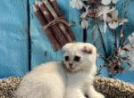 Milo - Scottish Fold Cat For Sale - Renton, WA, US